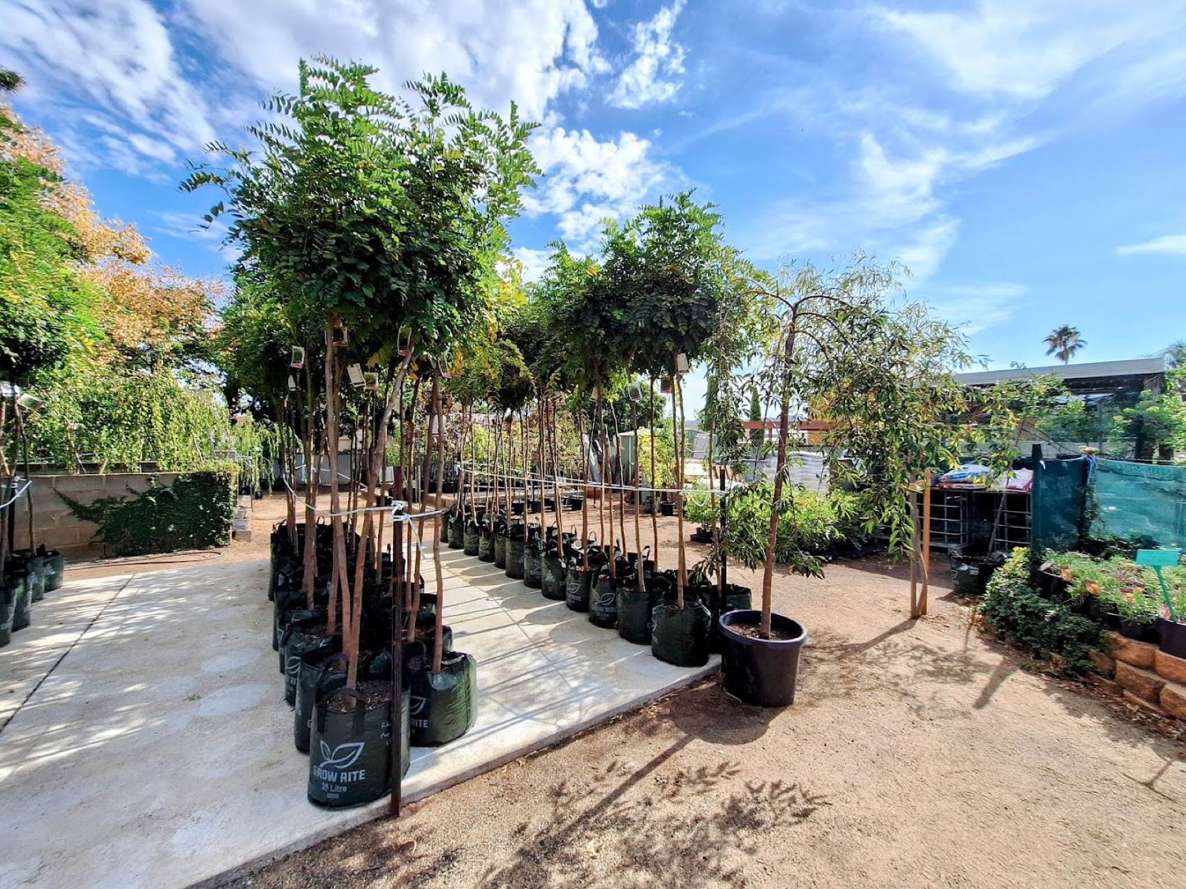 Rows of leafy trees in bags lining a path with houses in the background