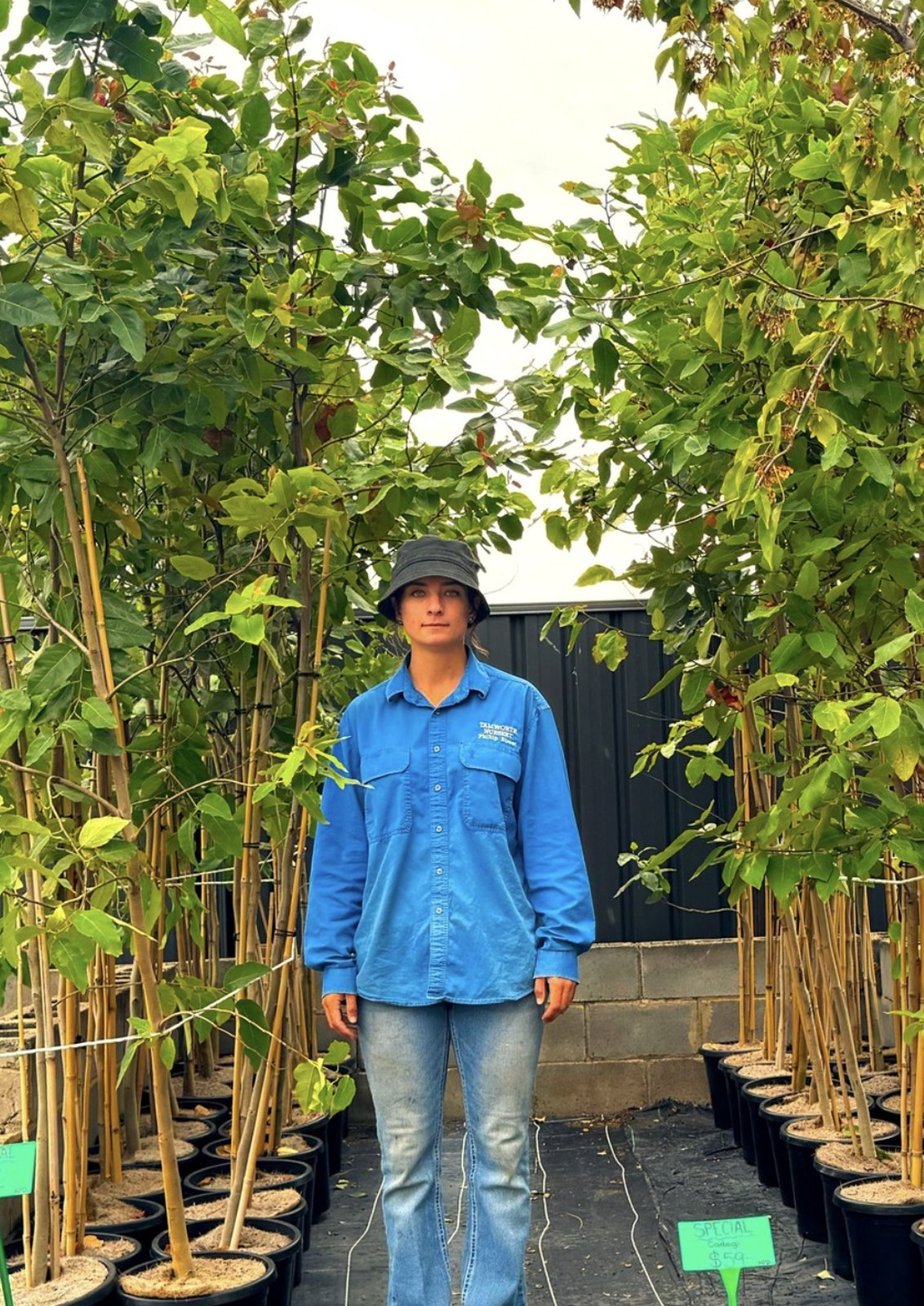 A staff member in a branded Tamworth Nursery shirt standing between rows of potted trees