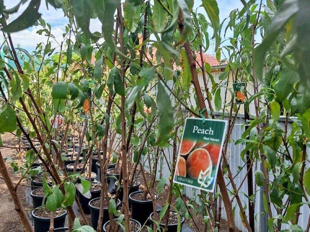 Young fruit trees in pots with a variety tag showing a peach