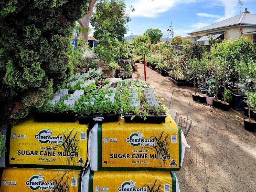 Bagged sugar cane mulch stacked on a pallet beside trays of seedling punnets
