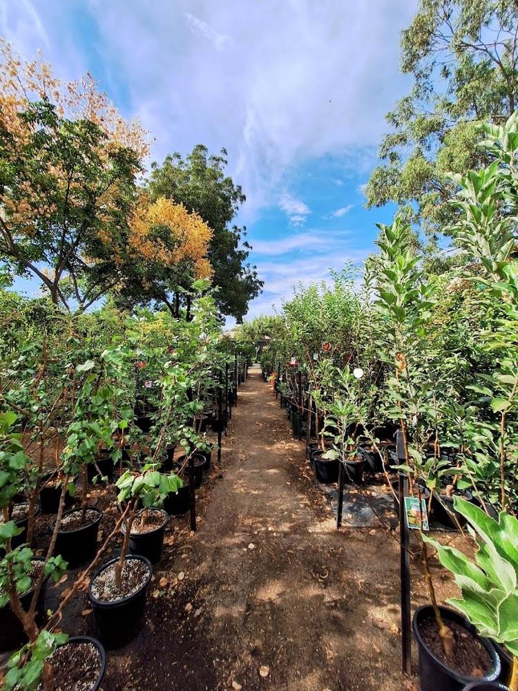 A gravel aisle running between benches of potted trees and shrubs