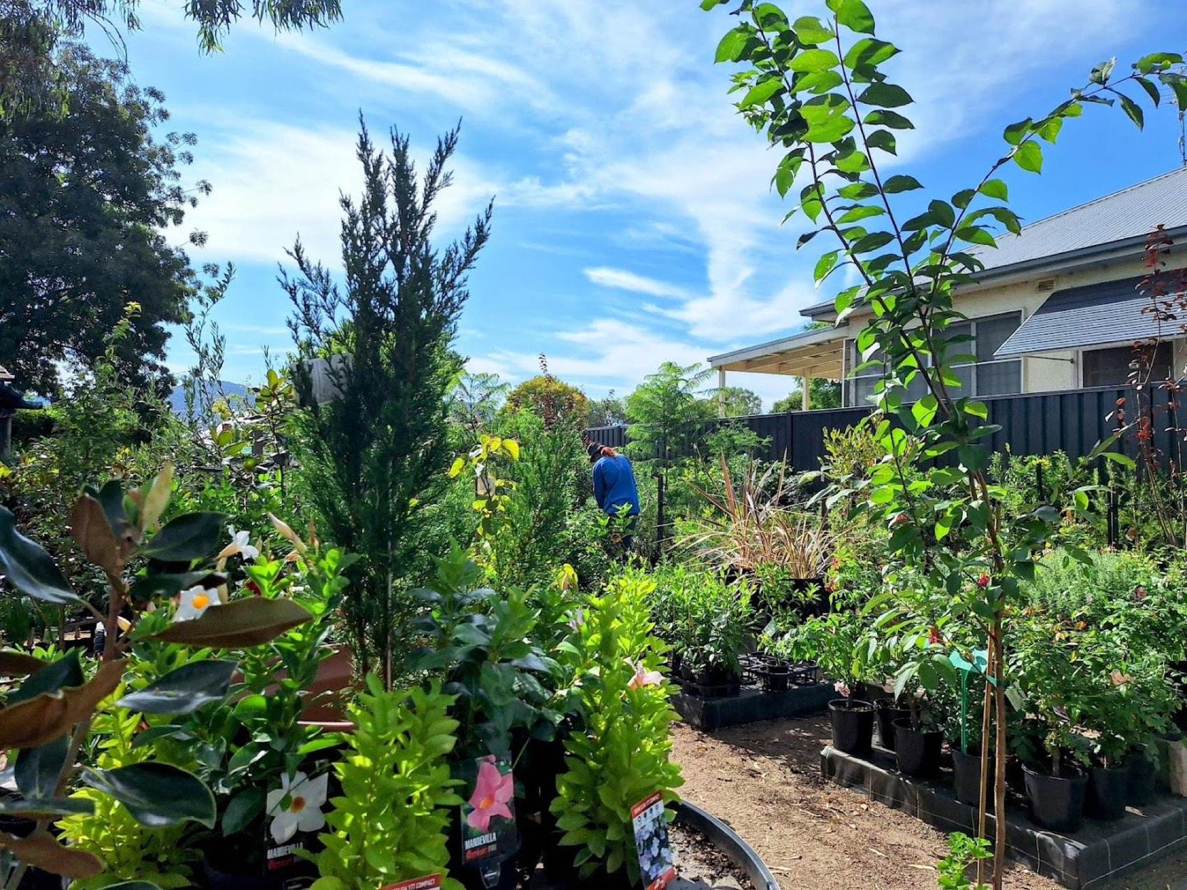 Mixed potted stock and a tall conifer in the nursery yard under a blue sky