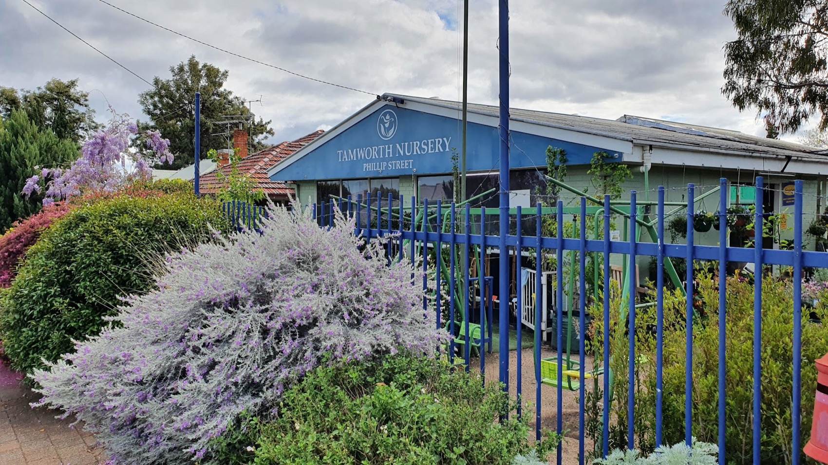 The blue Tamworth Nursery shopfront on Phillip Street behind a flowering shrub