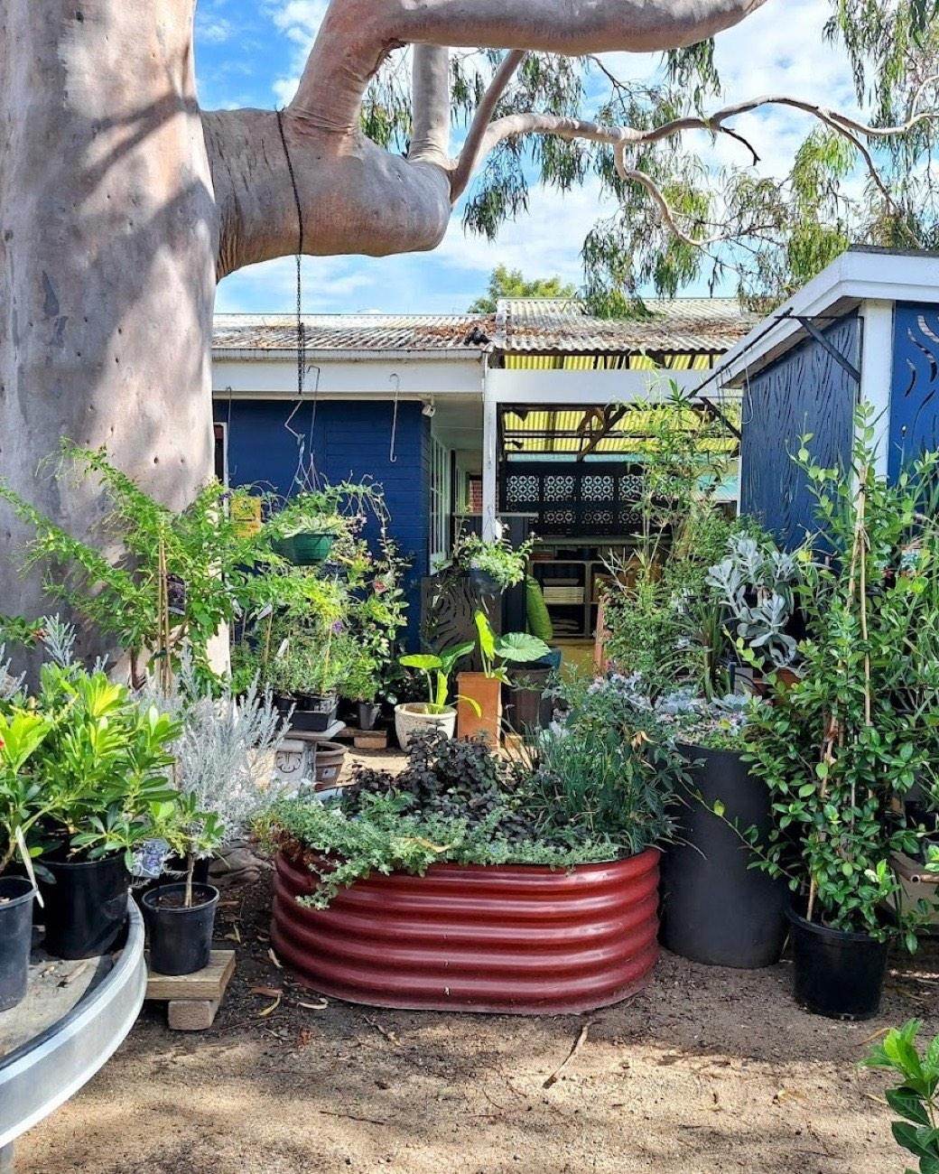 A large gum tree shading benches of potted plants in front of the nursery's blue shed