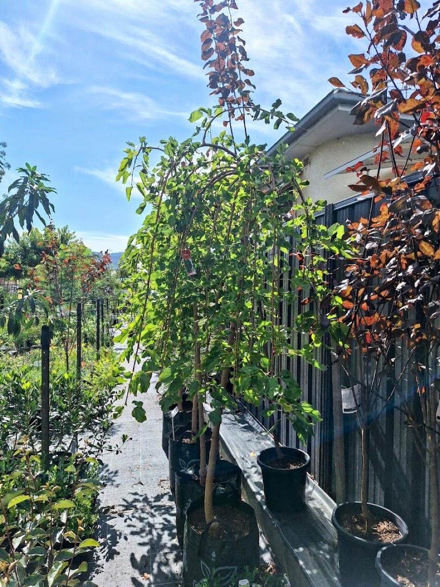 Climbing plants trained up wires along a dark fence beside pots