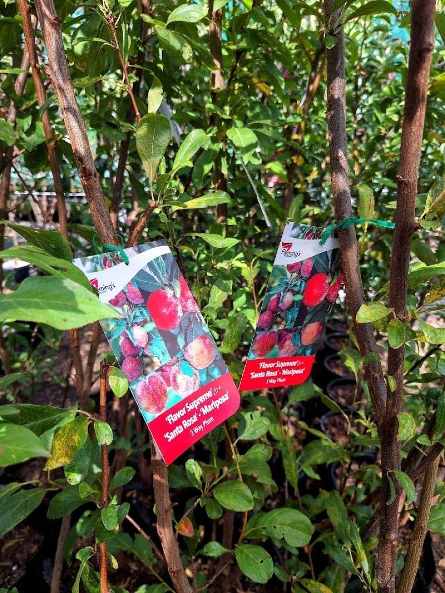 Variety tags picturing plums hanging from young fruit trees in the nursery