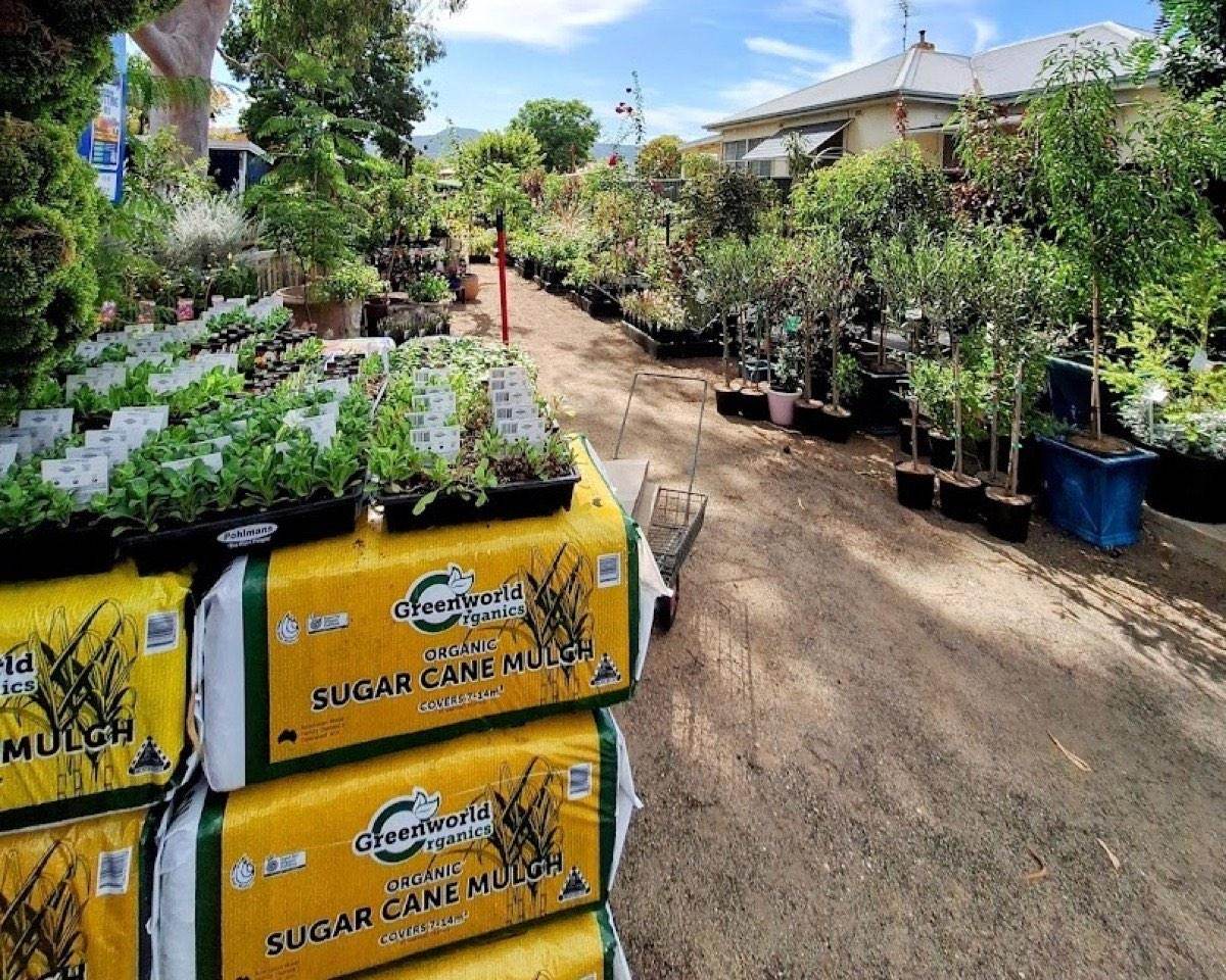 Bagged sugar cane mulch stacked on pallets beside trays of seedling punnets