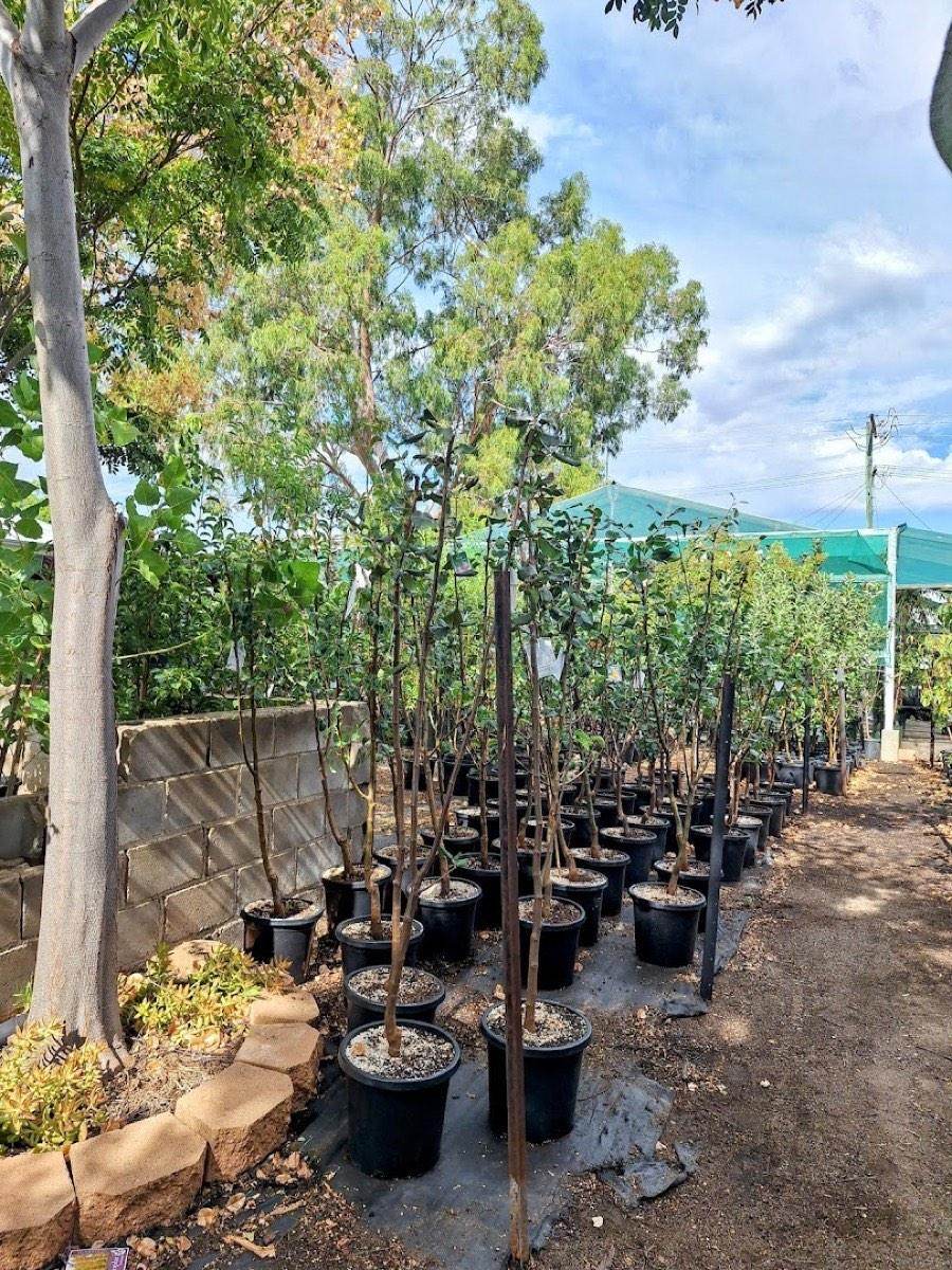 Advanced trees in black pots lined up along a low stone wall at the nursery