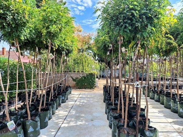 An avenue of advanced trees in green bags along a concrete path