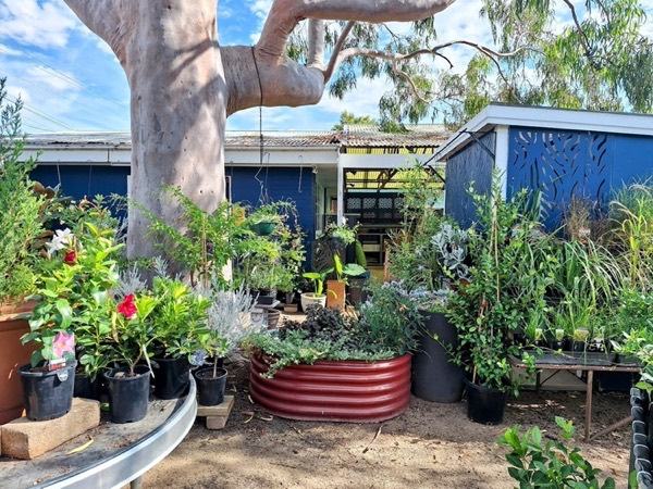 A large gum tree shading benches of potted plants and a red raised garden bed