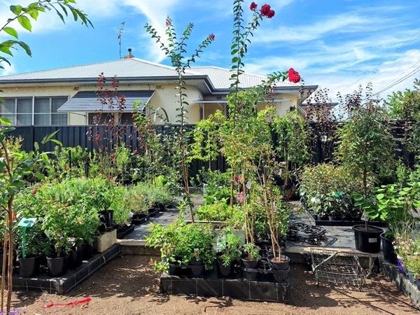 Benches of potted shrubs and flowering plants with a house behind the fence
