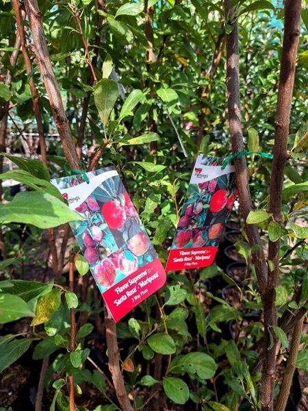 Variety tags picturing plums hanging from young fruit trees