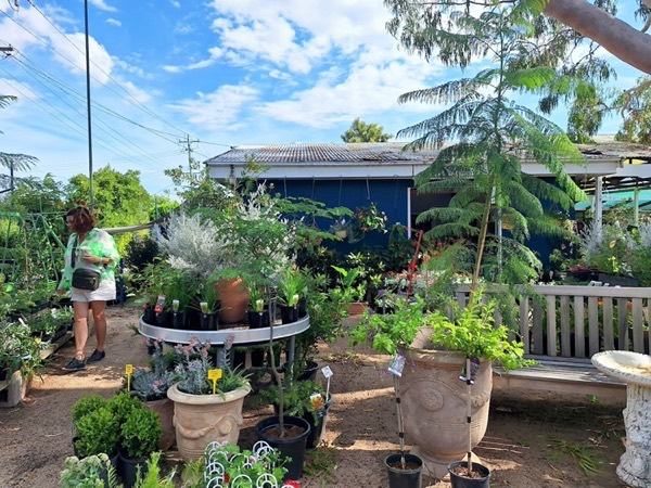 Terracotta pots and a stone bird bath on display among potted plants