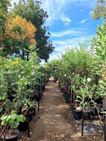An aisle of young trees in black bags between garden beds
