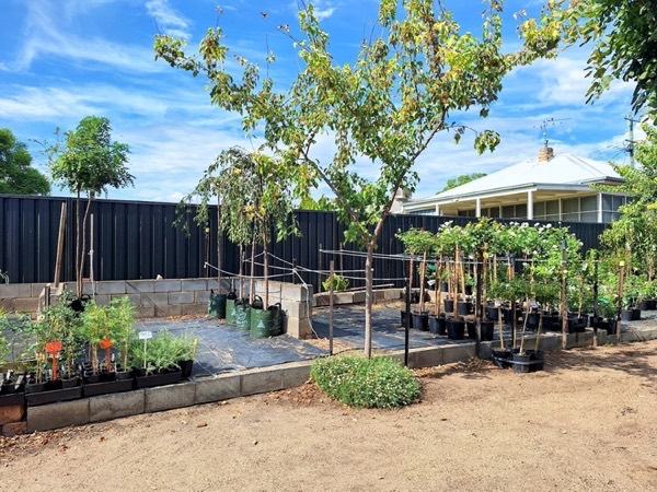 Potted trees and shrubs lined along a dark fence beside a low block wall