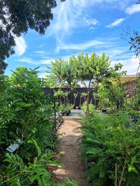 A shaded gravel path between rows of leafy potted trees