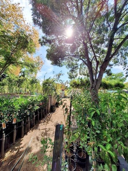 Sunlight breaking through a gum tree above an aisle of potted plants