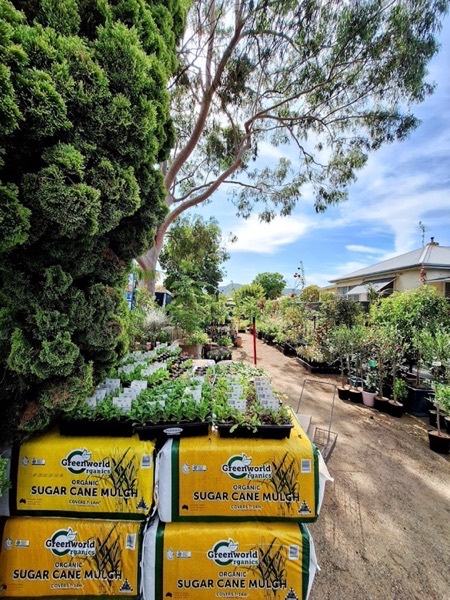 Trays of seedling punnets sitting on stacked bags of sugar cane mulch