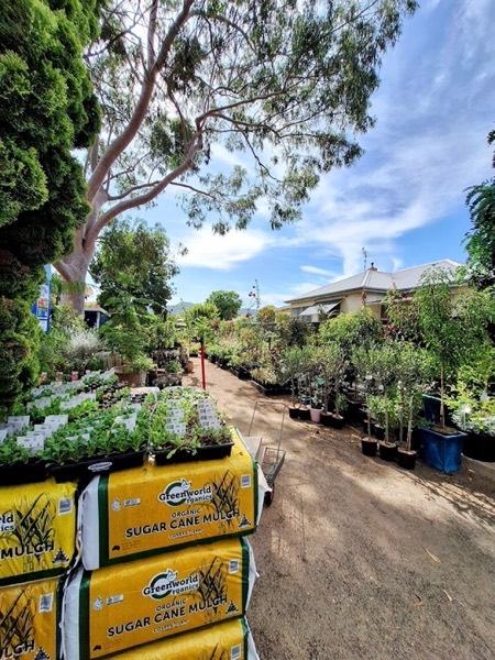 Pallets of bagged sugar cane mulch beside benches of seedlings