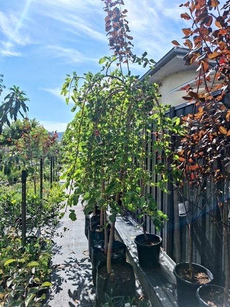 Climbing plants trained up wires along a dark fence beside black pots
