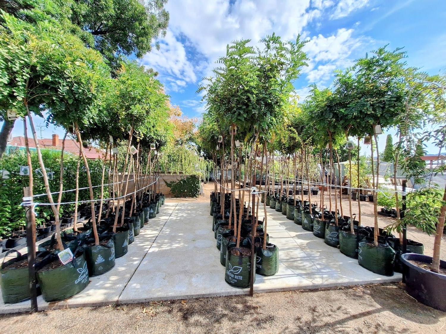Two long rows of staked trees in bags either side of a concrete path