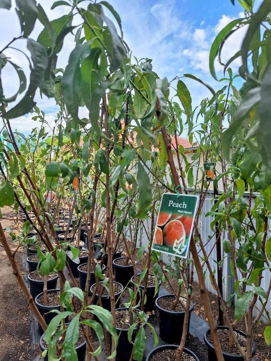Potted fruit trees with a variety tag hanging from a branch