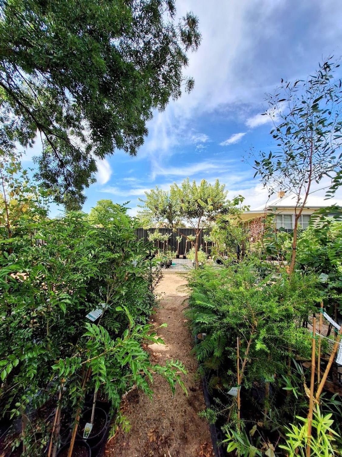 A narrow path between benches of leafy shrubs in black pots